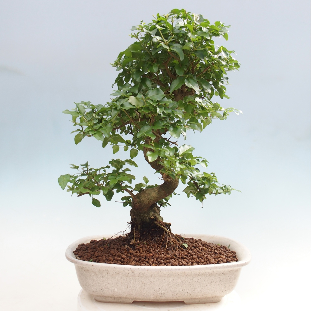 Pokojová bonsai -Ligustrum chinensis - Ptačí zob