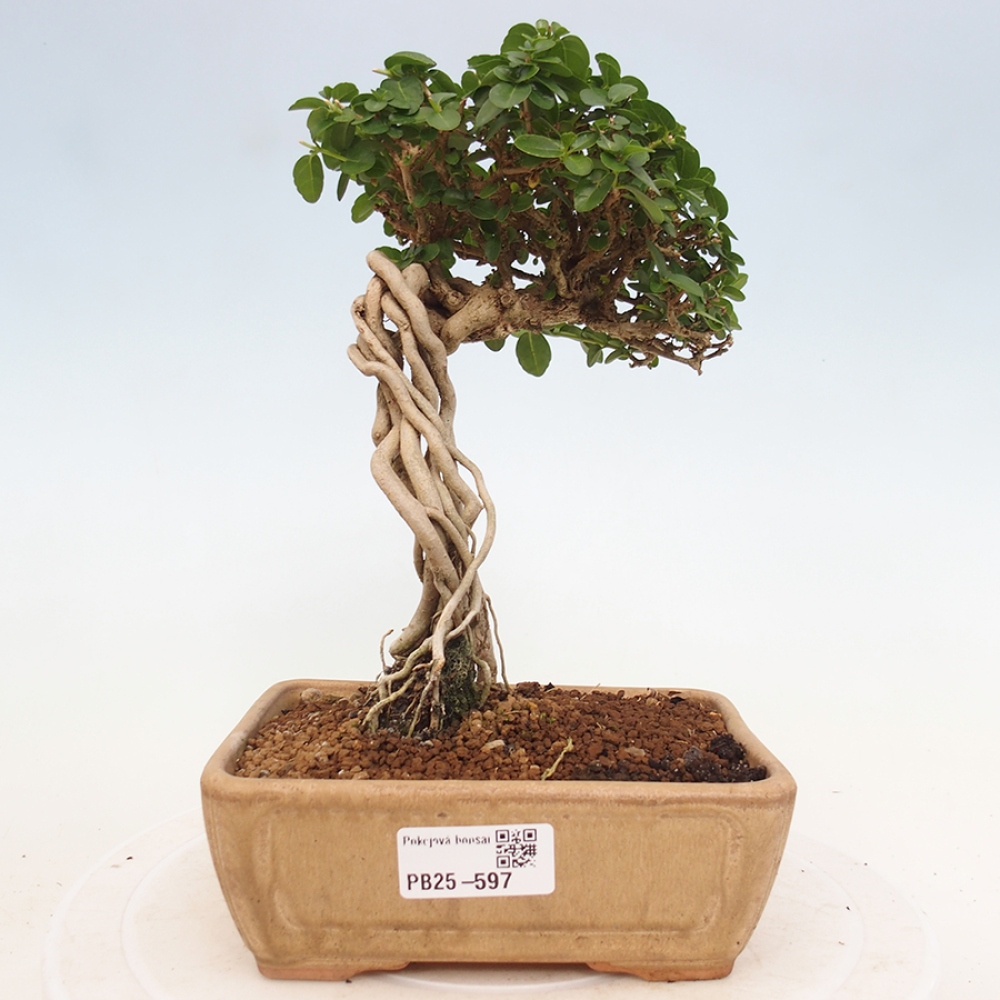 Pokojová bonsai - Premna serratifolia  - Kozlovoň malolistá