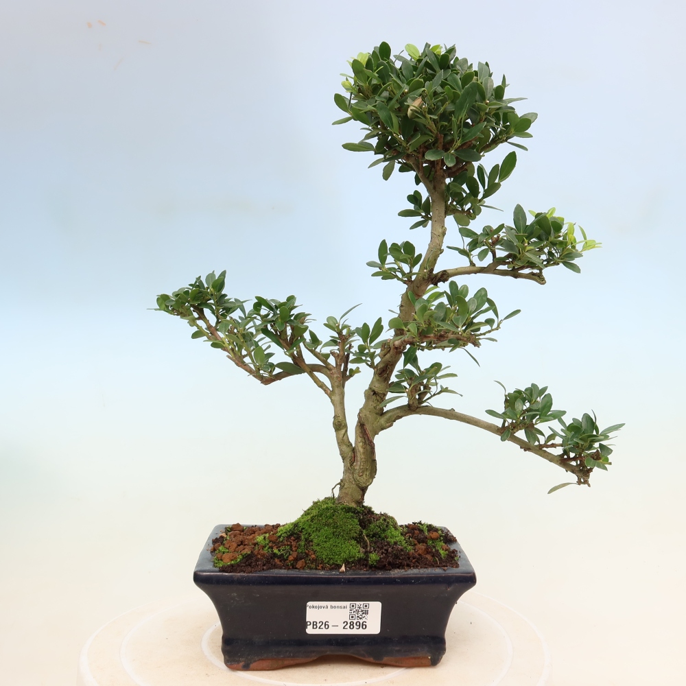 Pokojová bonsai - Ilex crenata - Cesmína
