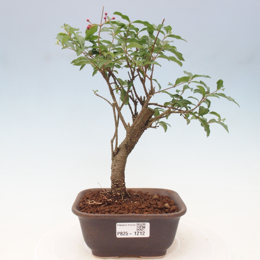 Pokojová bonsai - Malpighia coccigera- Barbdorská třešeň