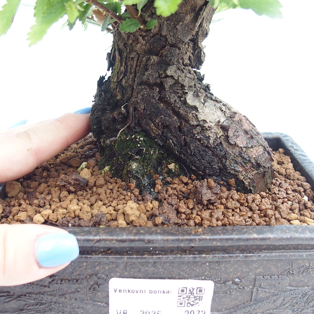 Venkovní bonsai - Zelkova - Zelkova NIRE