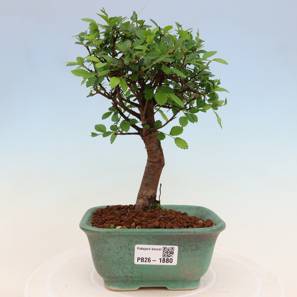Pokojová bonsai - Ulmus parvifolia - Malolistý jilm