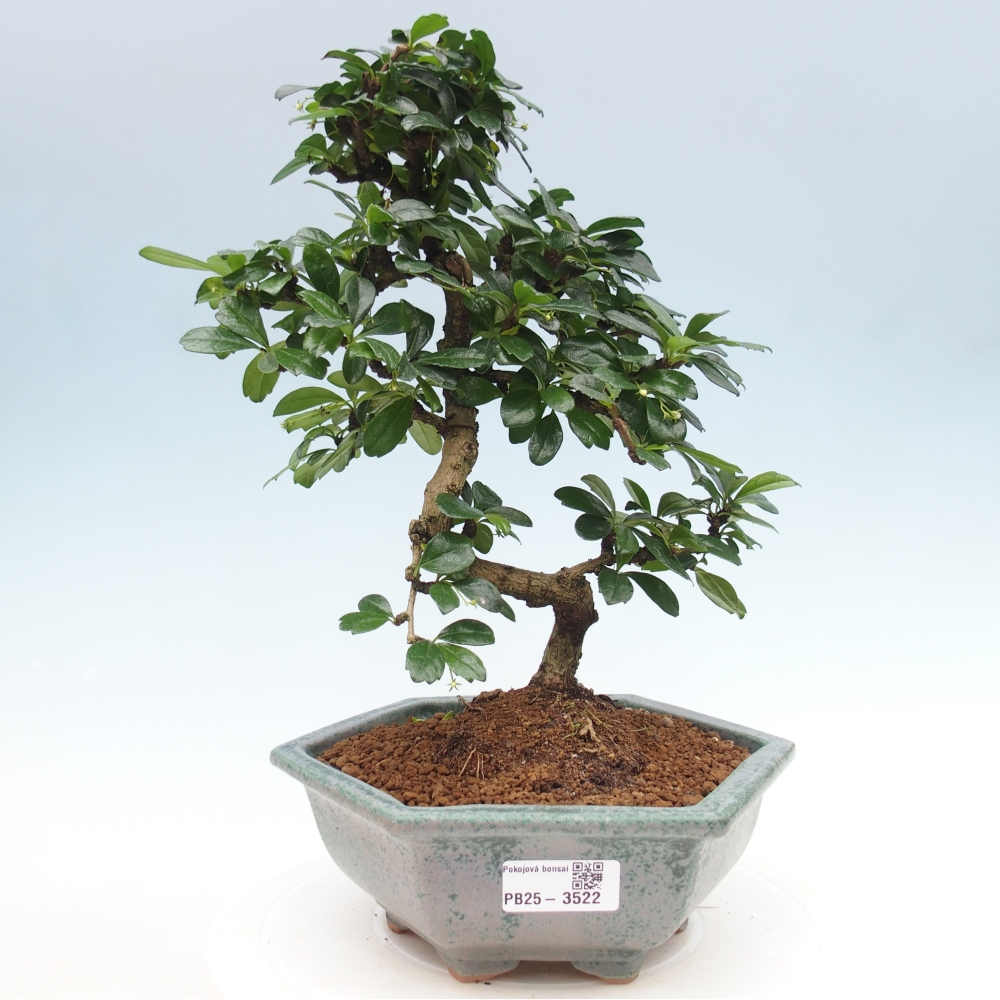 Pokojová bonsai - Carmona macrophylla - Čaj fuki