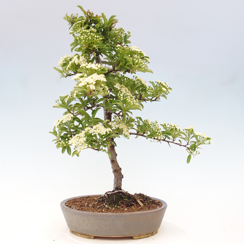 Venkovní bonsai-Pyracanta Teton -Hlohyně