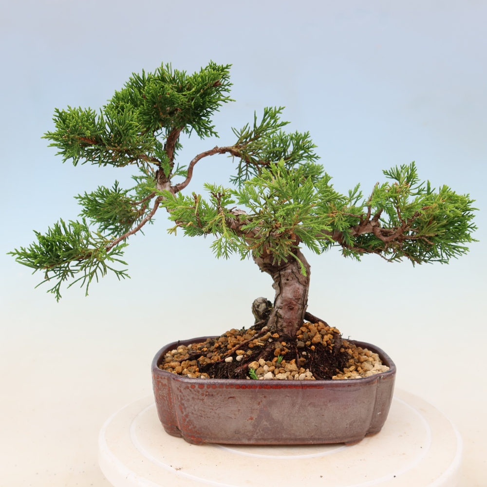 Venkovní bonsai - Juniperus chinensis Itoigawa -Jalovec čínský