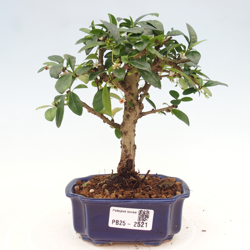 Pokojová bonsai - Carmona macrophylla - Čaj fuki
