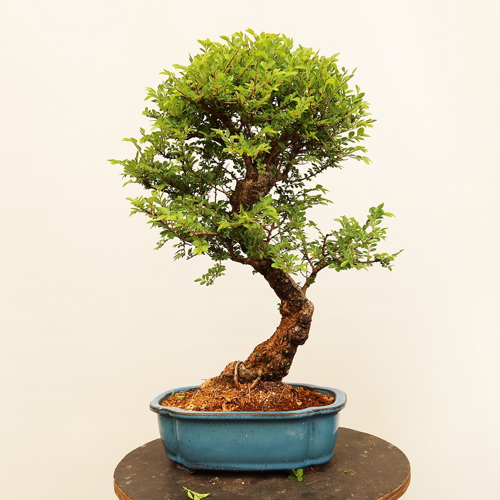 Venkovní bonsai - Zelkova - Zelkova NIRE