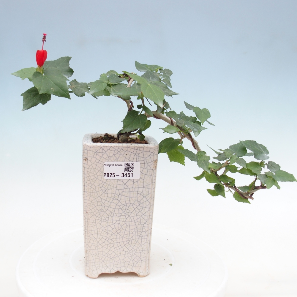 Pokojová bonsai - Malvaviscus arboreus - ibiškovec dřevnatý