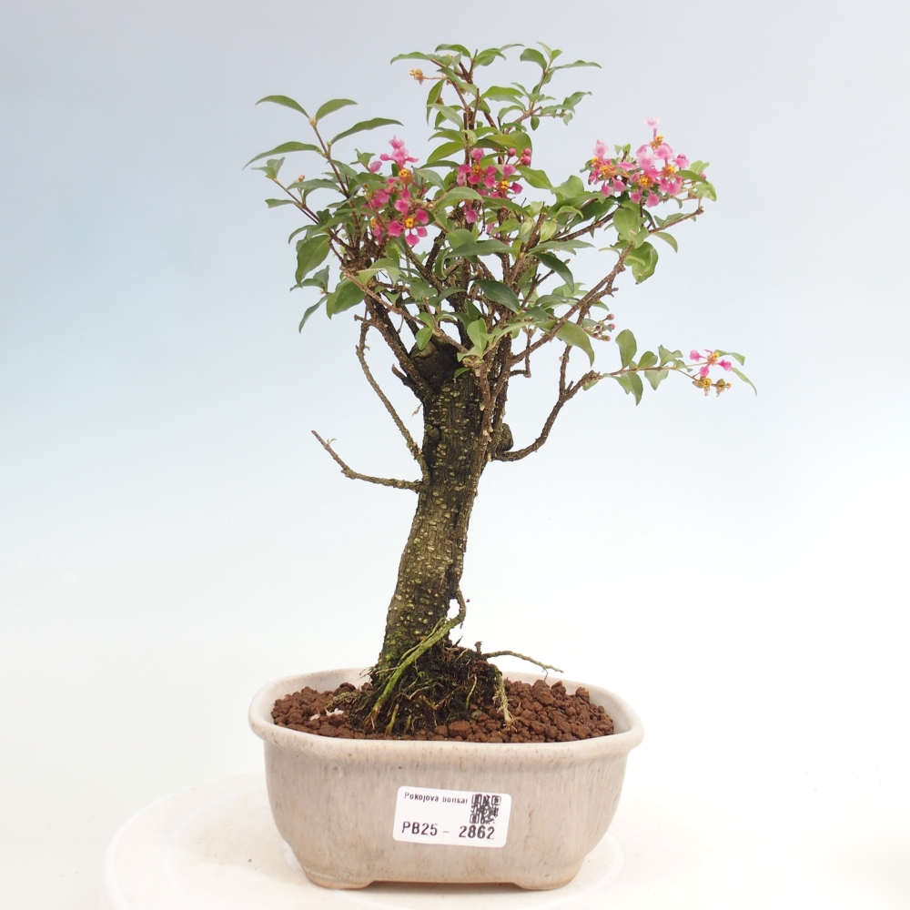 Pokojová bonsai - Malpighia coccigera- Barbdorská třešeň