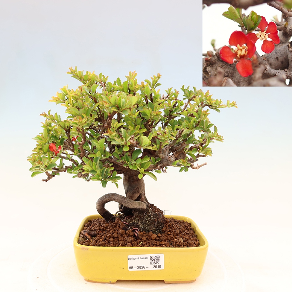 Venkovní  bonsai -  Chaneomeles speciosa Chojubai - Kdoulovec ozdobný