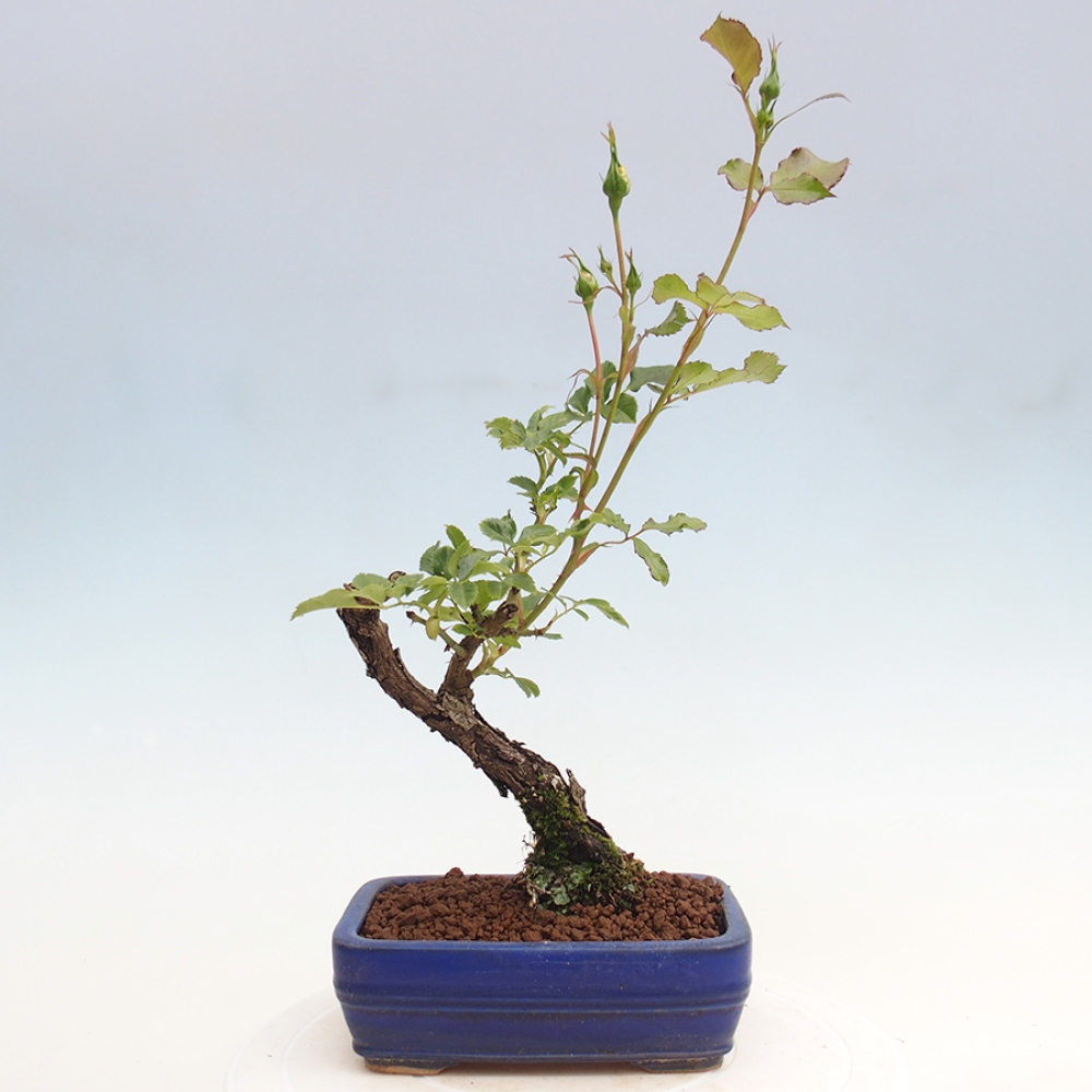 Venkovní bonsai - Rosa Kordes -  růže