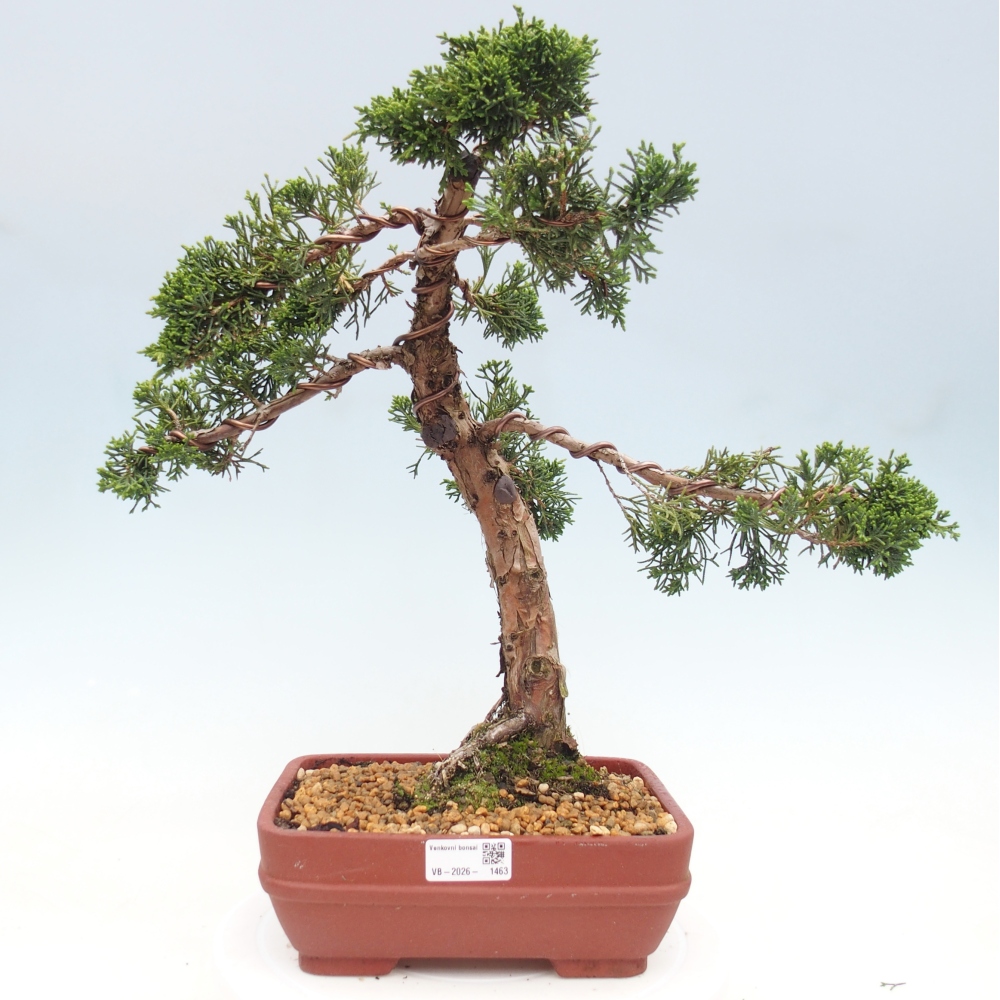 Venkovní bonsai - Juniperus chinensis Kishu -Jalovec čínský