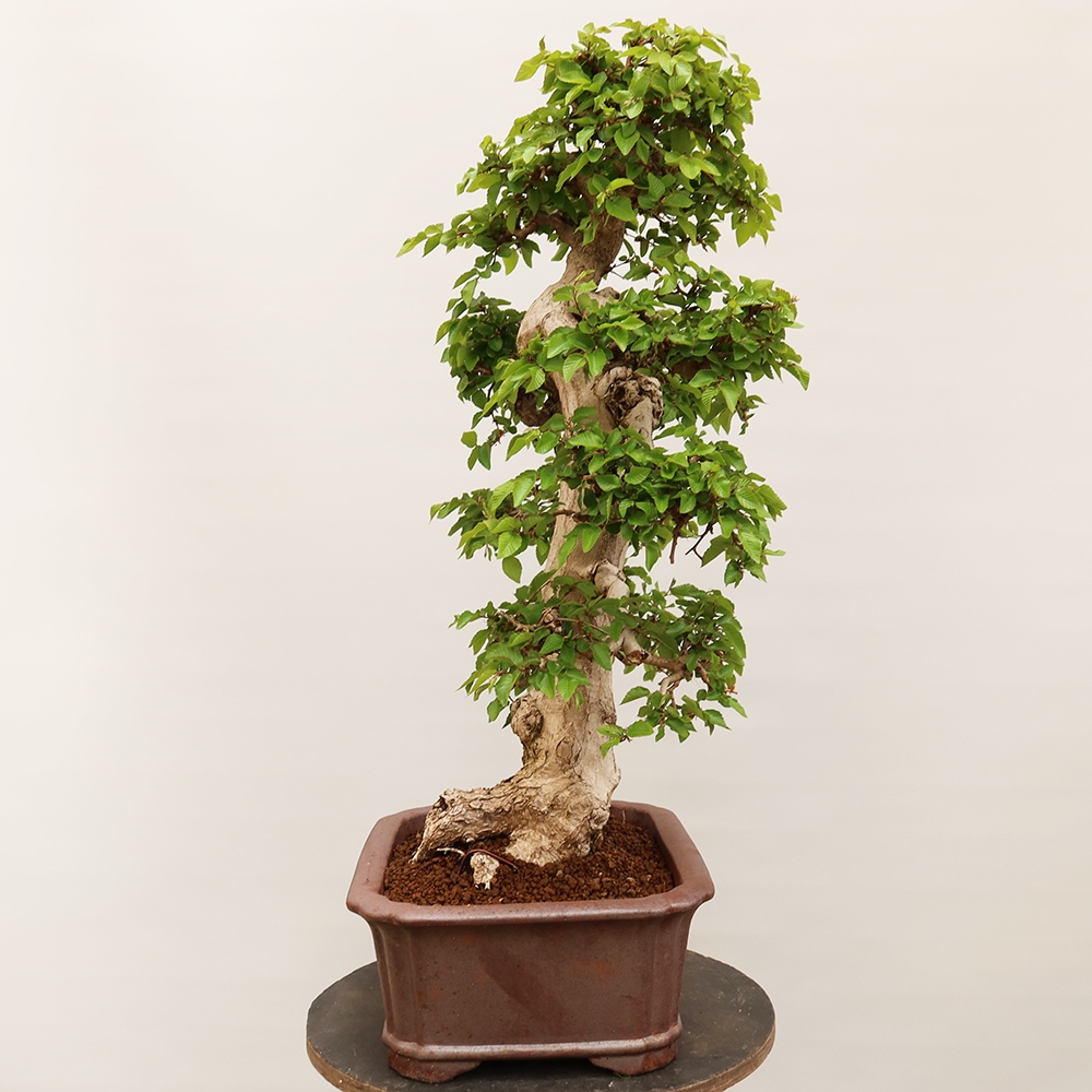 Venkovní bonsai -Carpinus Coreana - Habr korejský