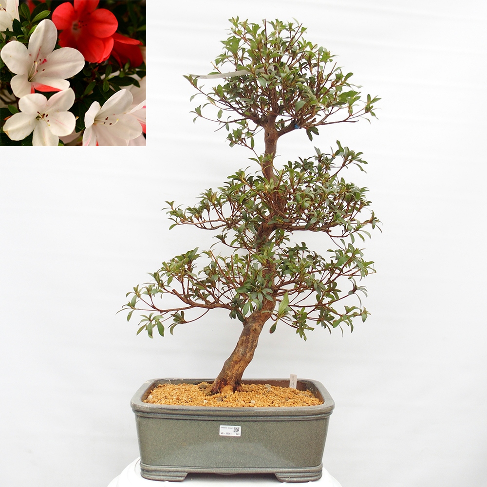 Venkovní bonsai - Japonská azalka - Azalea Koki