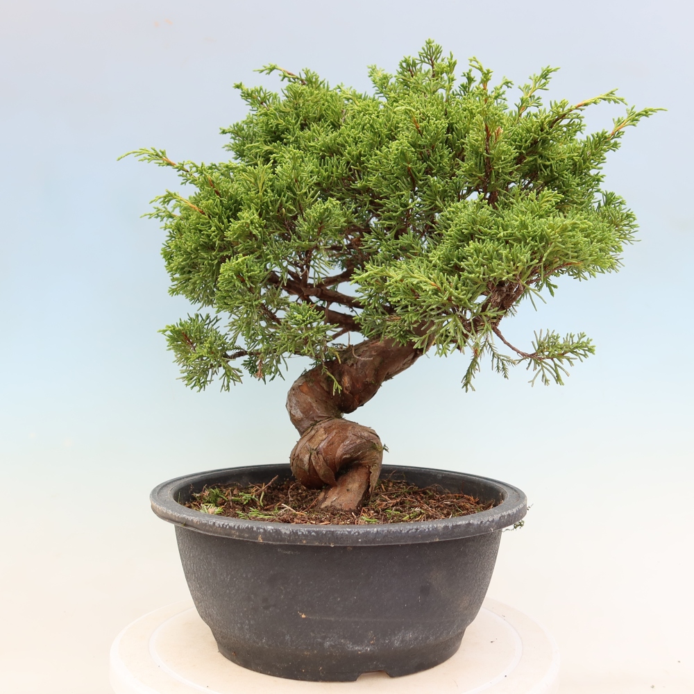 Venkovní bonsai - Juniperus chinensis Itoigawa-Jalovec čínský