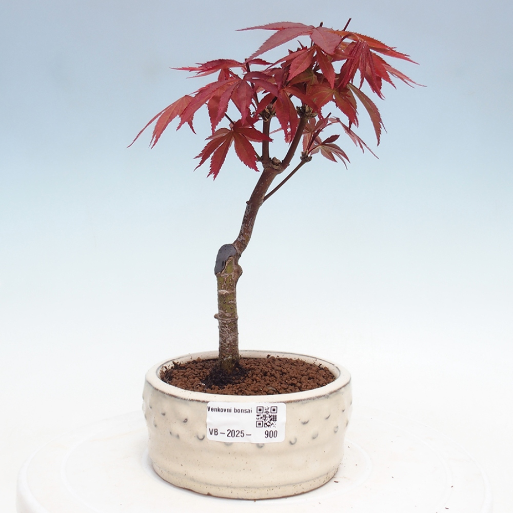 Venkovní bonsai - Acer palm. Atropurpureum-Javor dlanitolistý