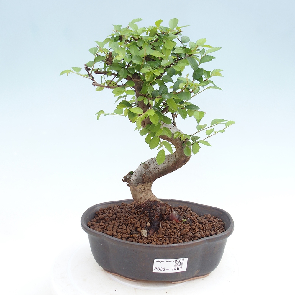 Pokojová bonsai - Ulmus parvifolia - Malolistý jilm