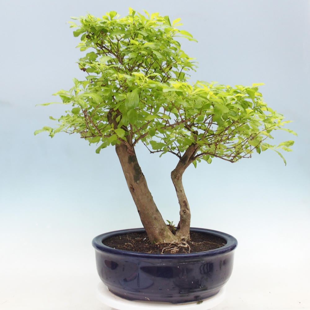 Pokojová bonsai - Duranta erecta Aurea