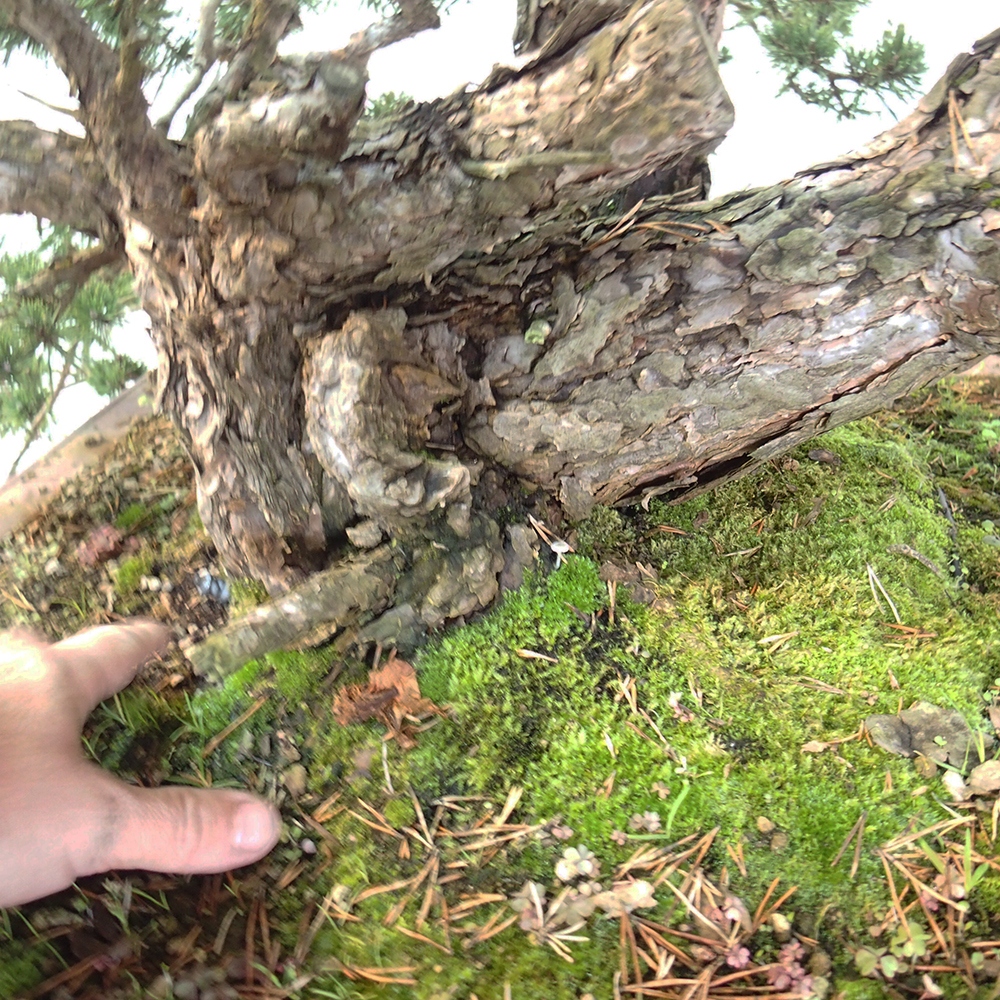 Yamadori - Pinus sylvestris - Borovice lesní - Španělsko
