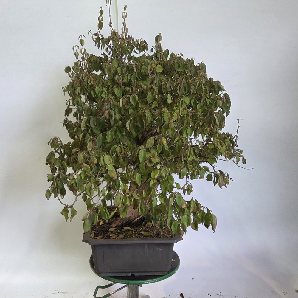 Venkovní bonsai Dřín - Cornus Mas