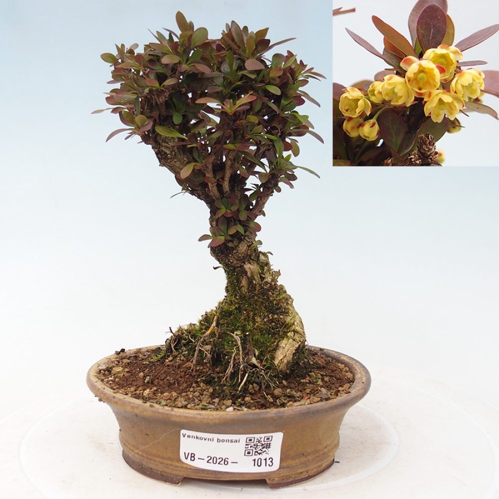 Venkovní bonsai - Berberis Thunbergii Bagatelle - Dřištál