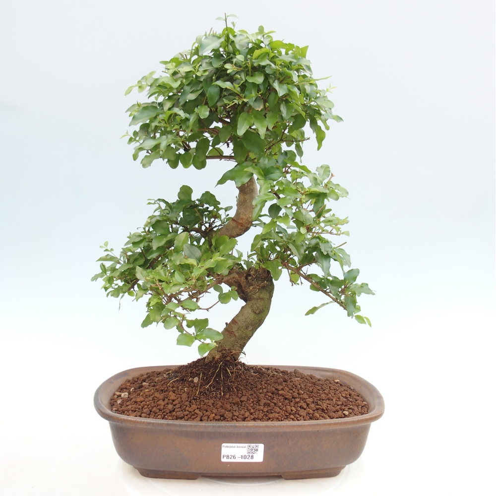 Pokojová bonsai -Ligustrum chinensis - Ptačí zob