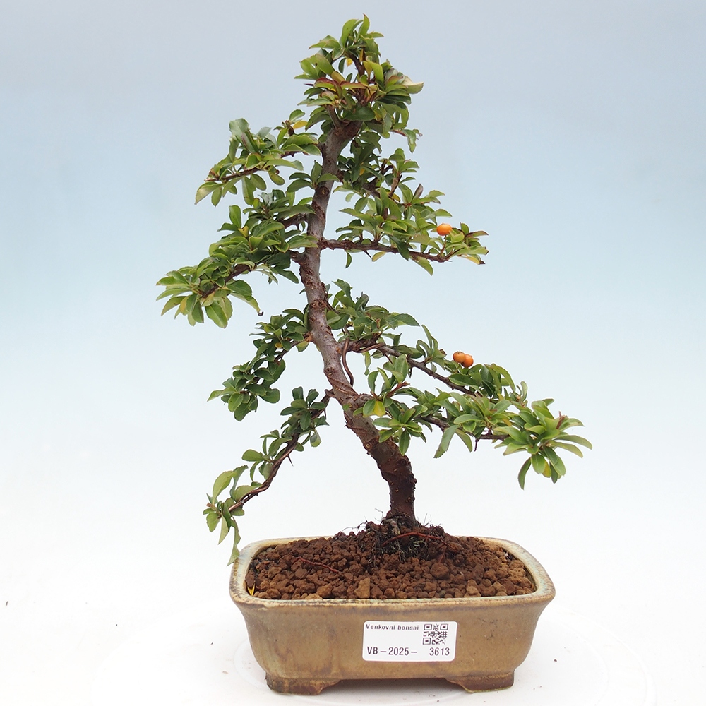 Venkovní bonsai-Pyracanta Teton -Hlohyně