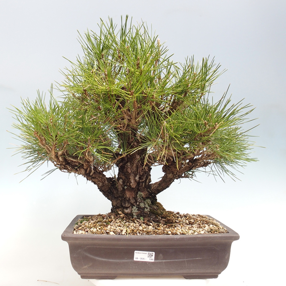 Venkovní bonsai - Pinus thunbergii - Borovice thunbergova
