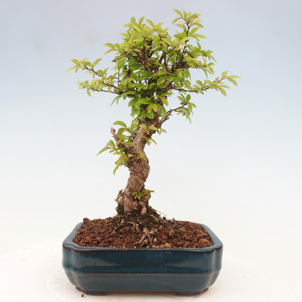 Venkovní bonsai - Zelkova - Zelkova NIRE