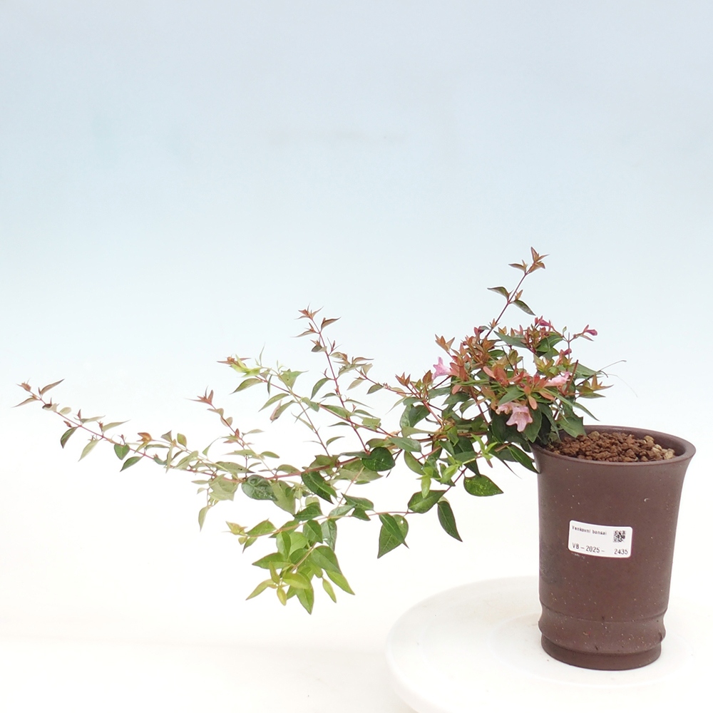 Venkovní bonsai - Abelia Grandiflora - Abélie velkokvětá