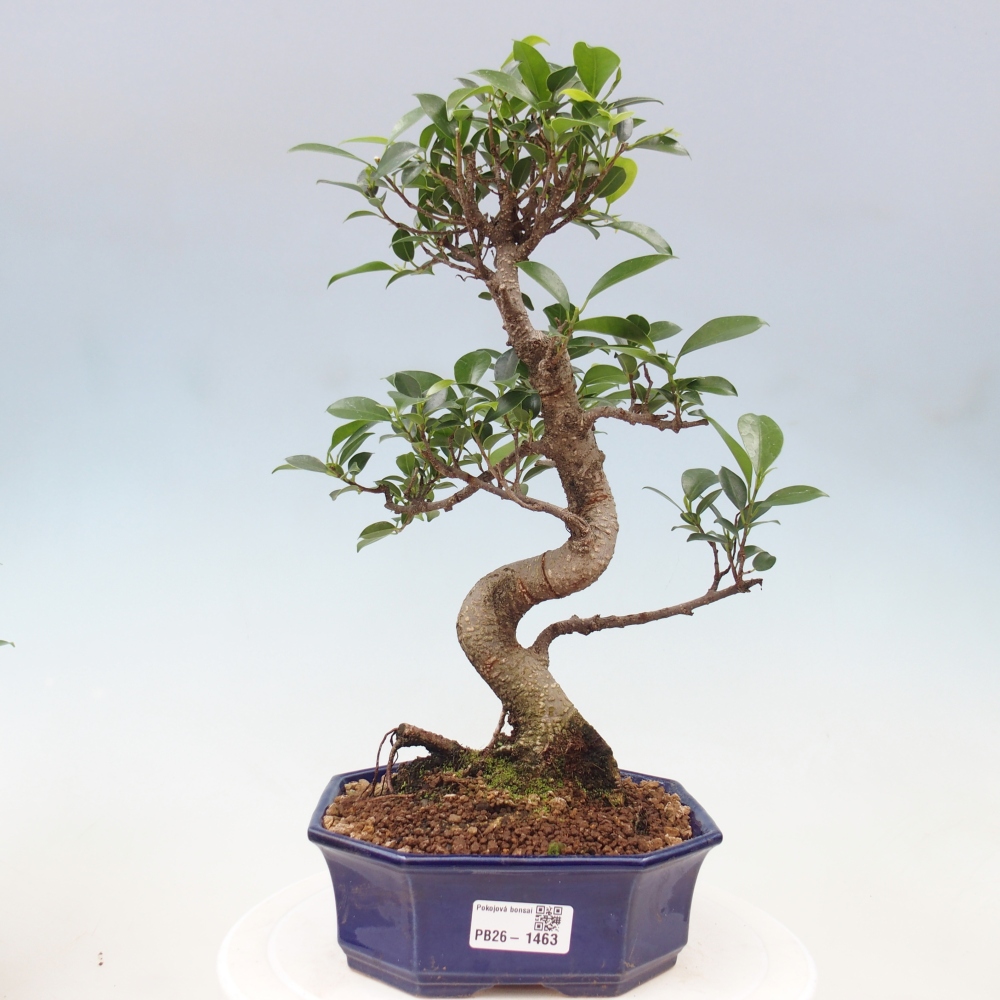 Pokojová bonsai - Ficus retusa -  malolistý fíkus