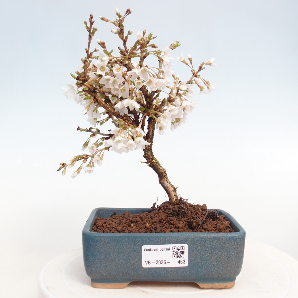 Venkovní bonsai - Prunus incisa Kojou-no mai-Slivoň vyříznutá