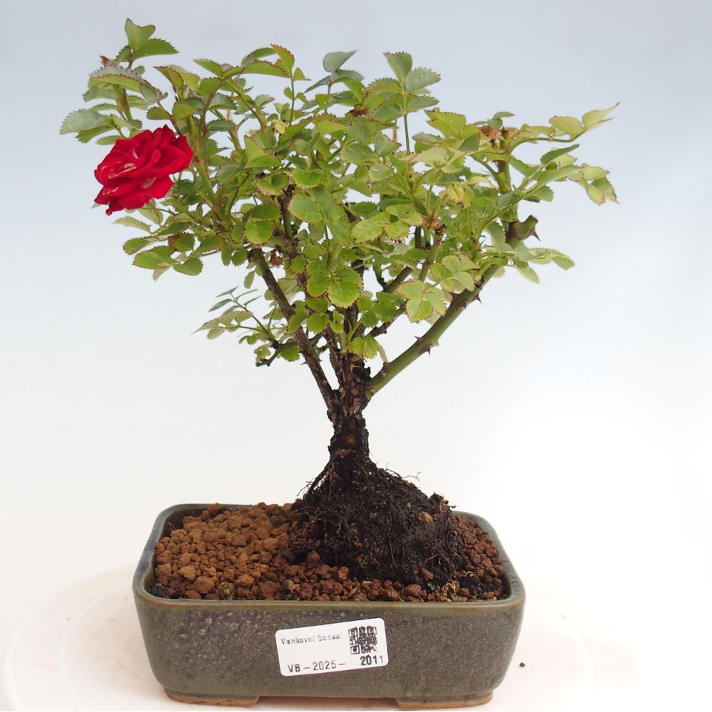 Venkovní bonsai - Rosa Kordes -  růže