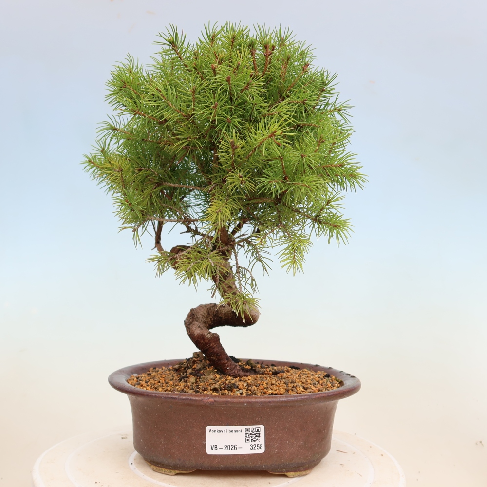Venkovní bonsai- Smrk kulovitý - Picea glauca globe