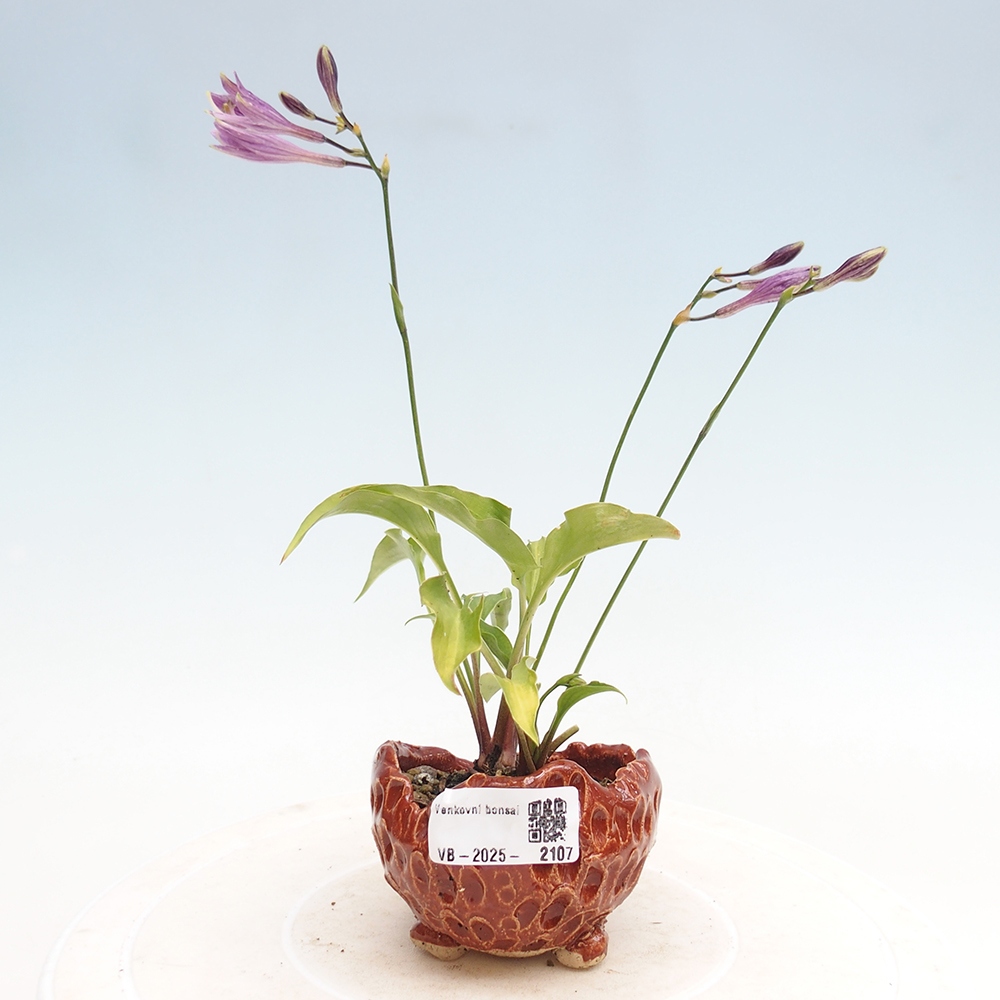 Venkovní bonsai - Mini Hosta - Bohyška