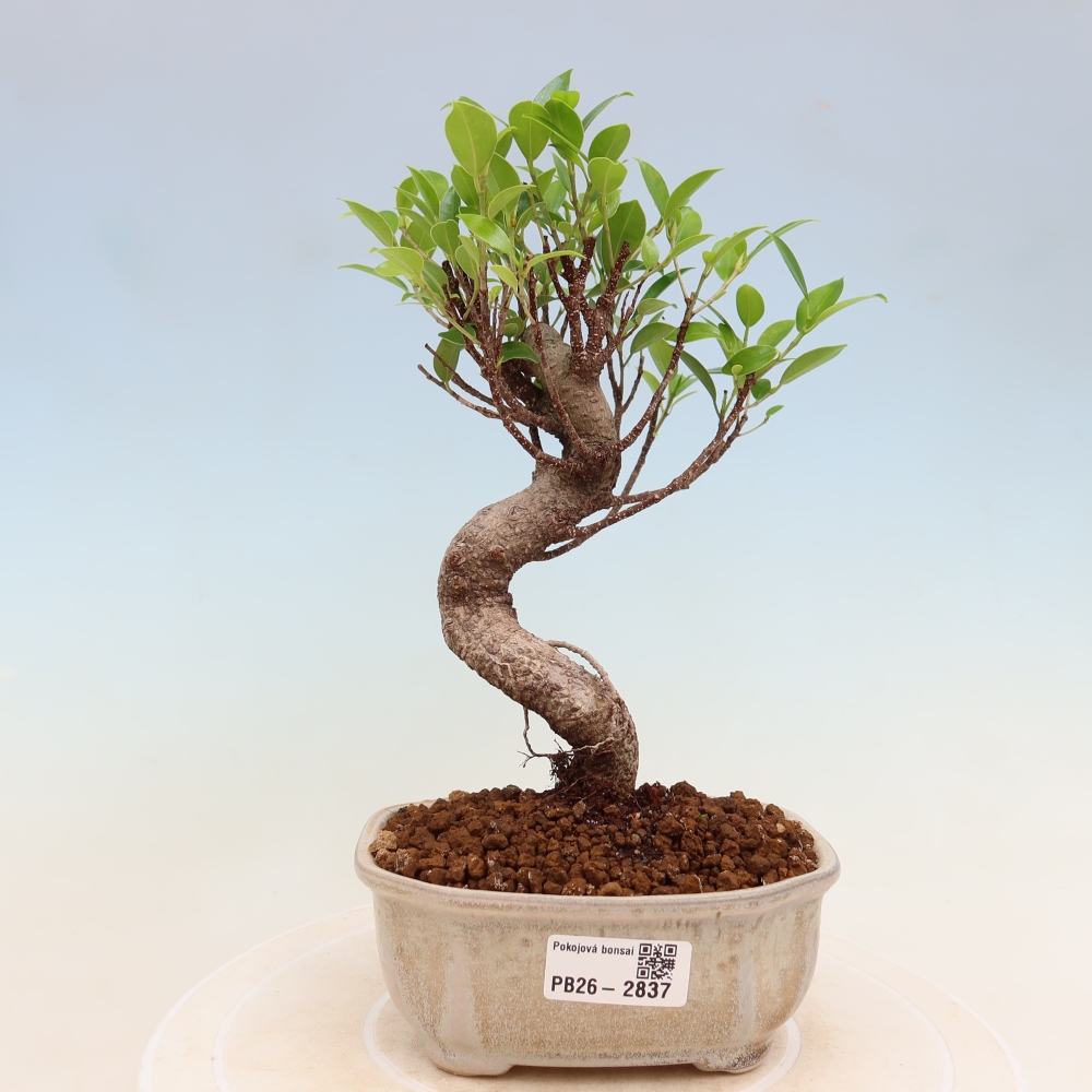 Pokojová bonsai - Ficus kimmen -  malolistý fíkus