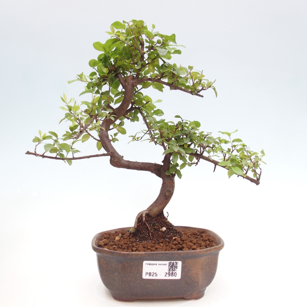 Pokojová bonsai - Sagerécie thea - Sagerécie thea