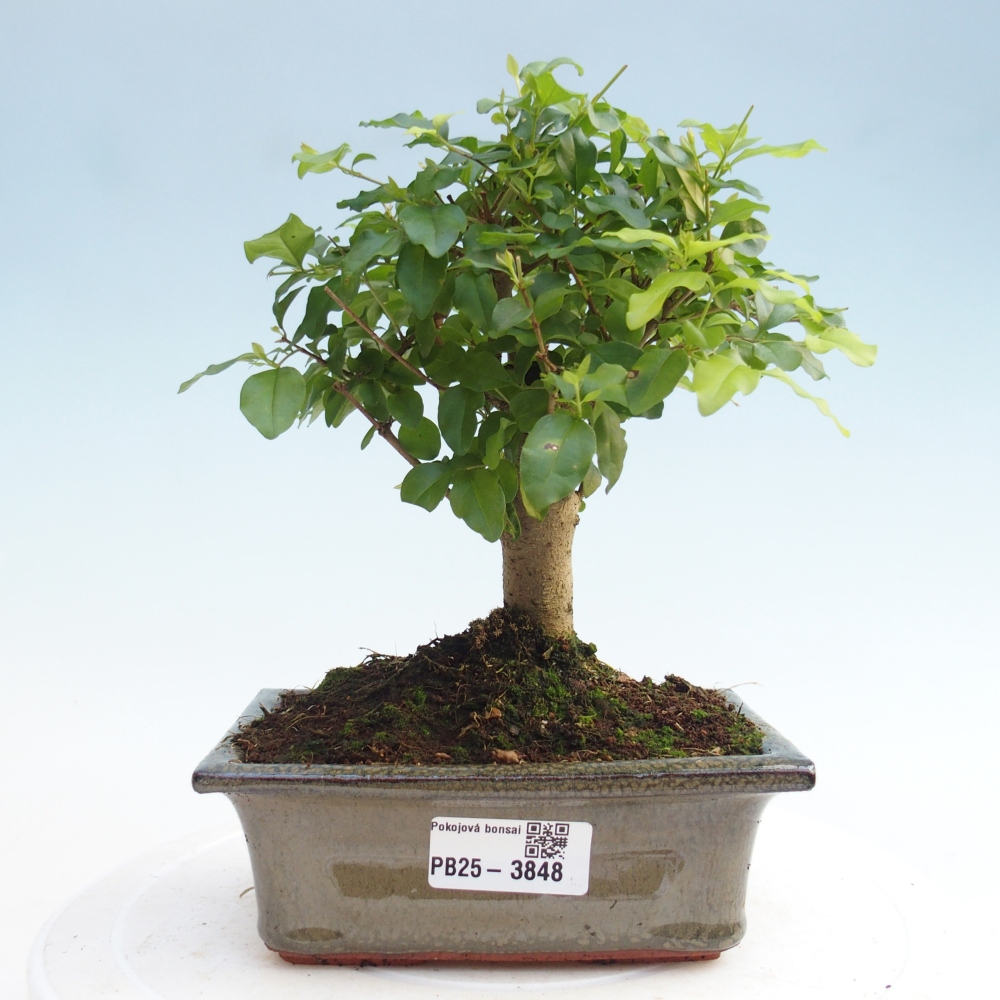 Pokojová bonsai -Ligustrum chinensis - Ptačí zob