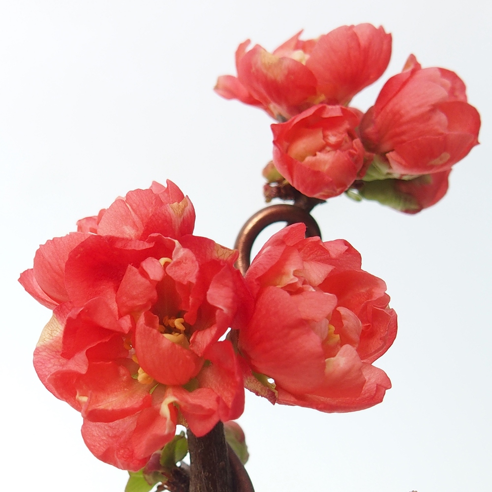 Venkovní bonsai - Chaneomeles s. Red Joy - Kdoulovec 