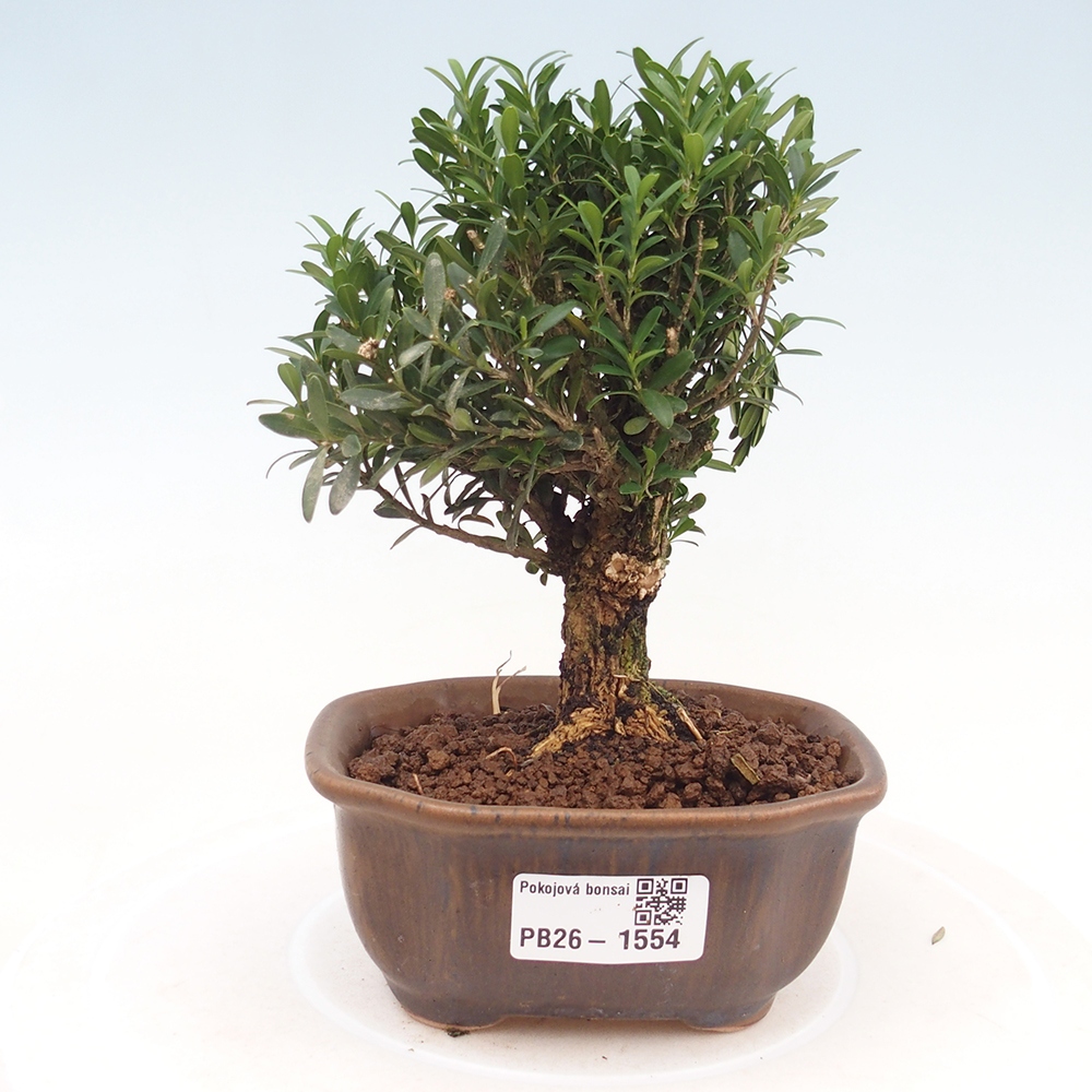 Pokojová bonsai - Buxus harlandii -korkový buxus