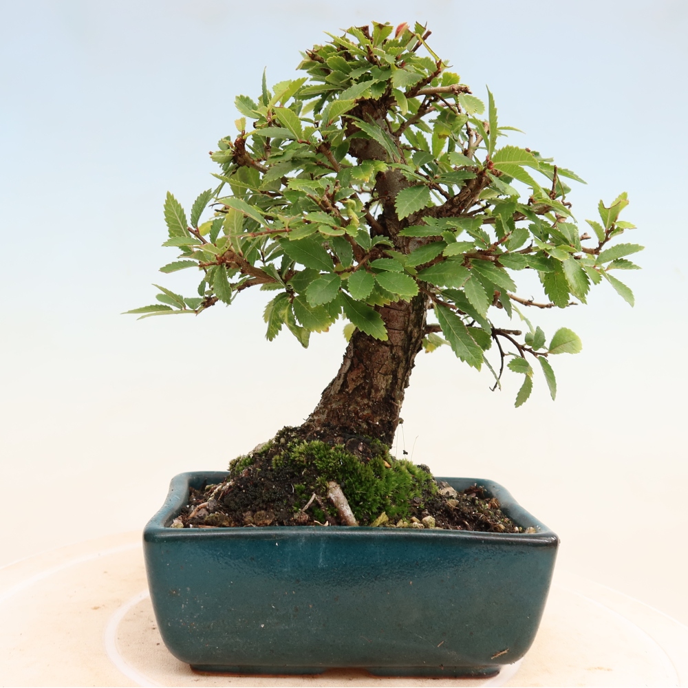 Venkovní bonsai - Zelkova - Zelkova NIRE