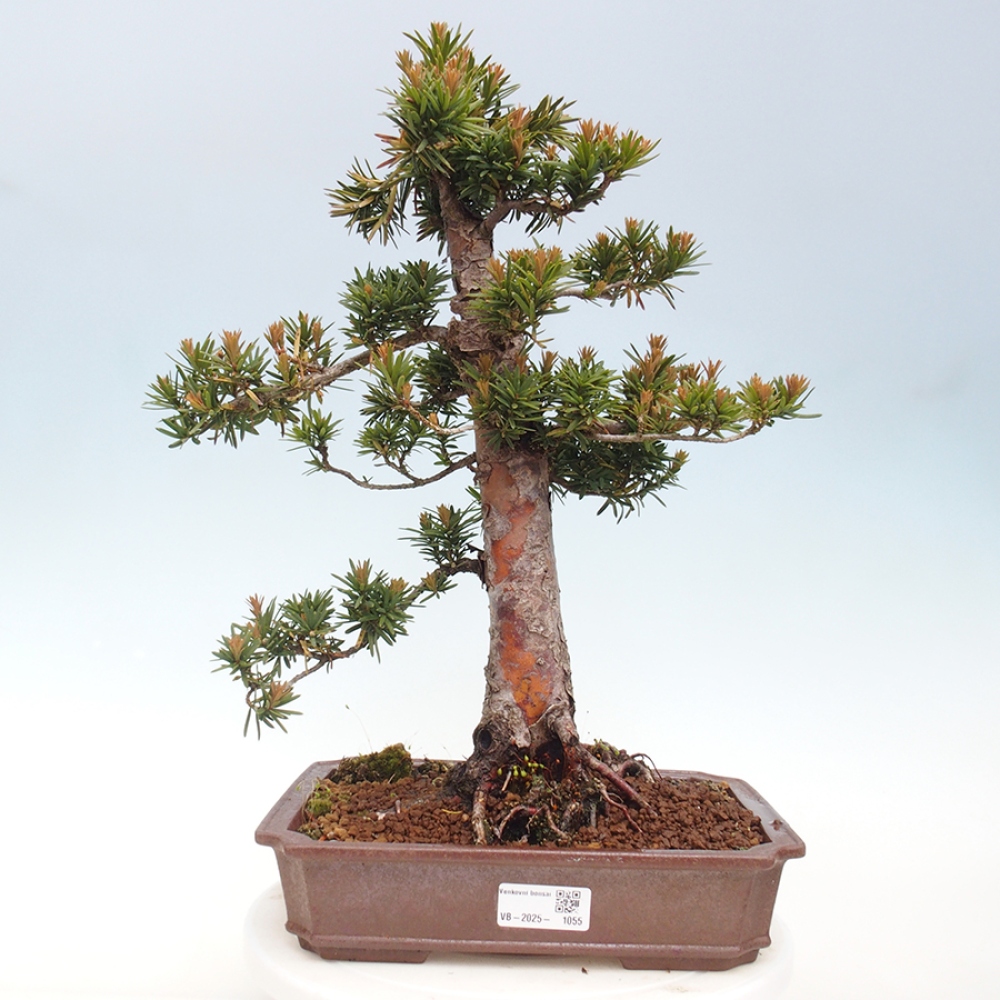 Venkovní bonsai - Taxus cuspidata  - Tis japonský