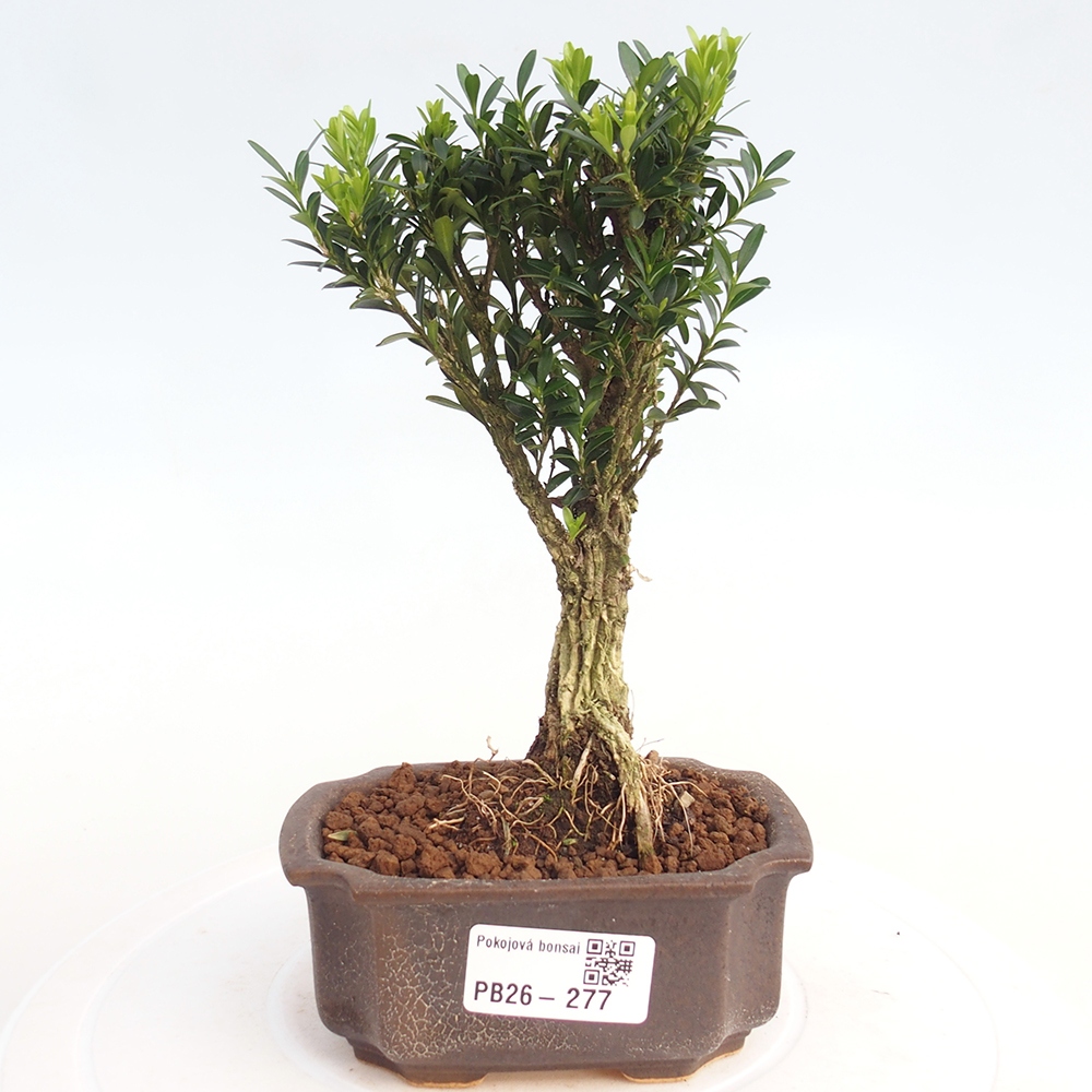 Pokojová bonsai - Buxus harlandii -korkový buxus