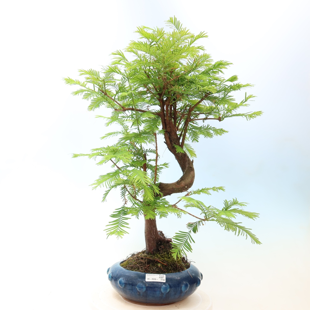 Venkovní bonsai - Metasequoia glyptostroboides - Metasekvoje čínská