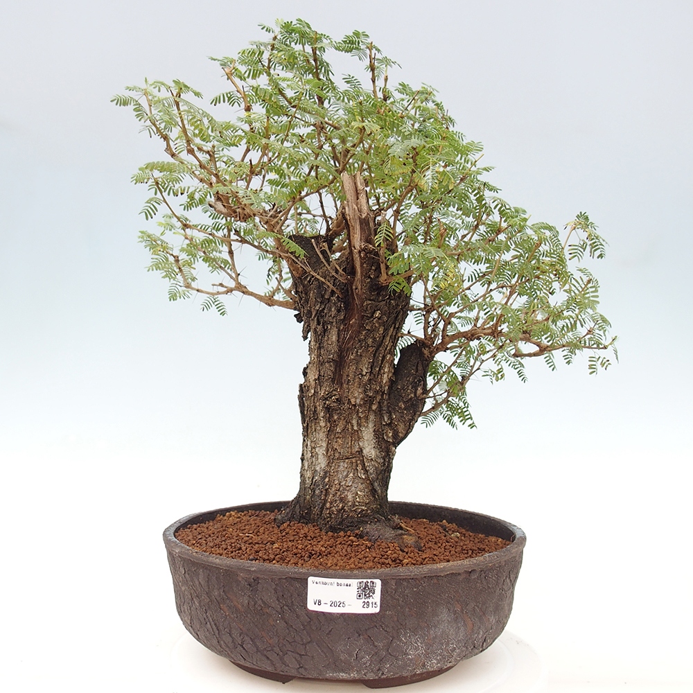 Pokojová bonsai - Akacia Arabica