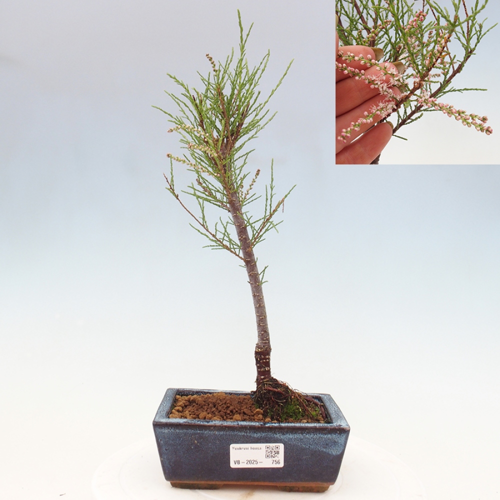 Venkovní bonsai - Tamaryšek - Tamarix