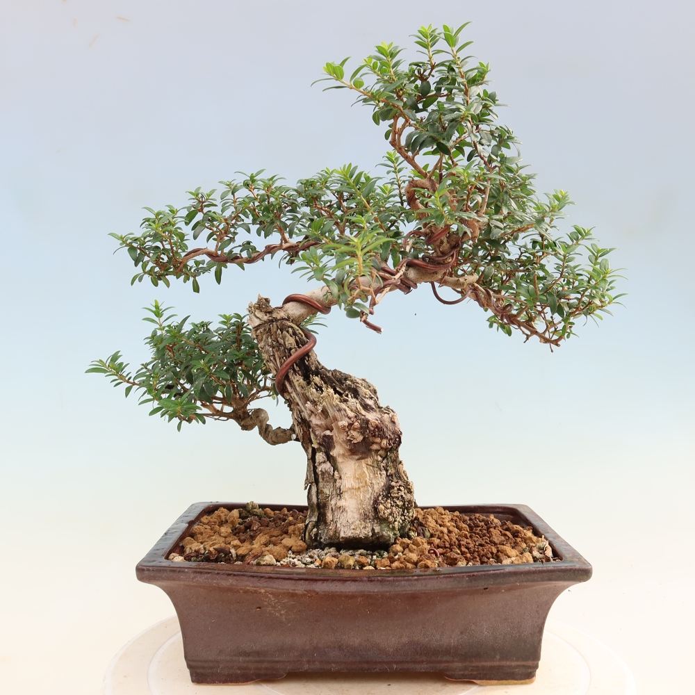 Pokojová bonsai - Myrtus communis - Myrta obecná