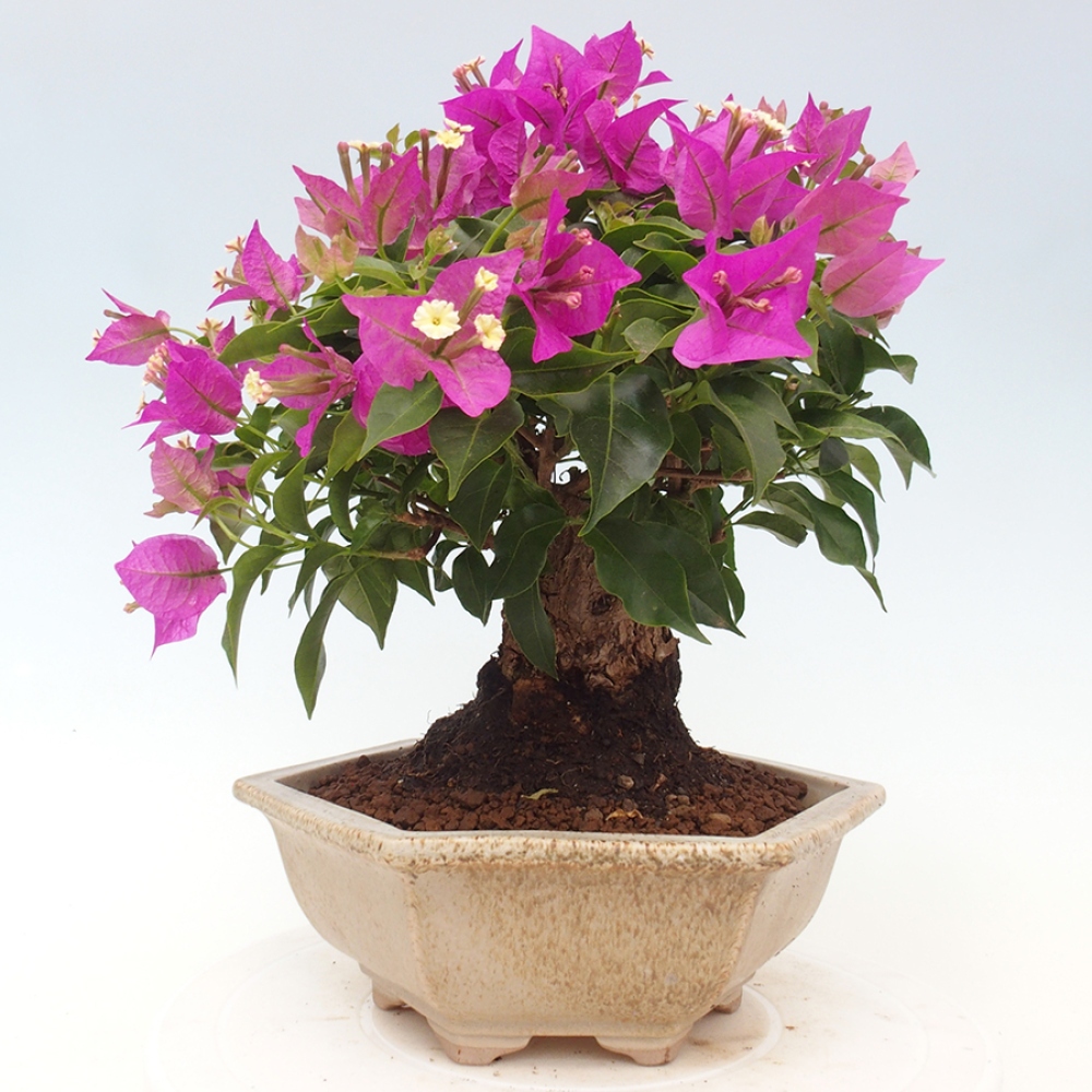 Pokojová bonsai - Bouganwilea