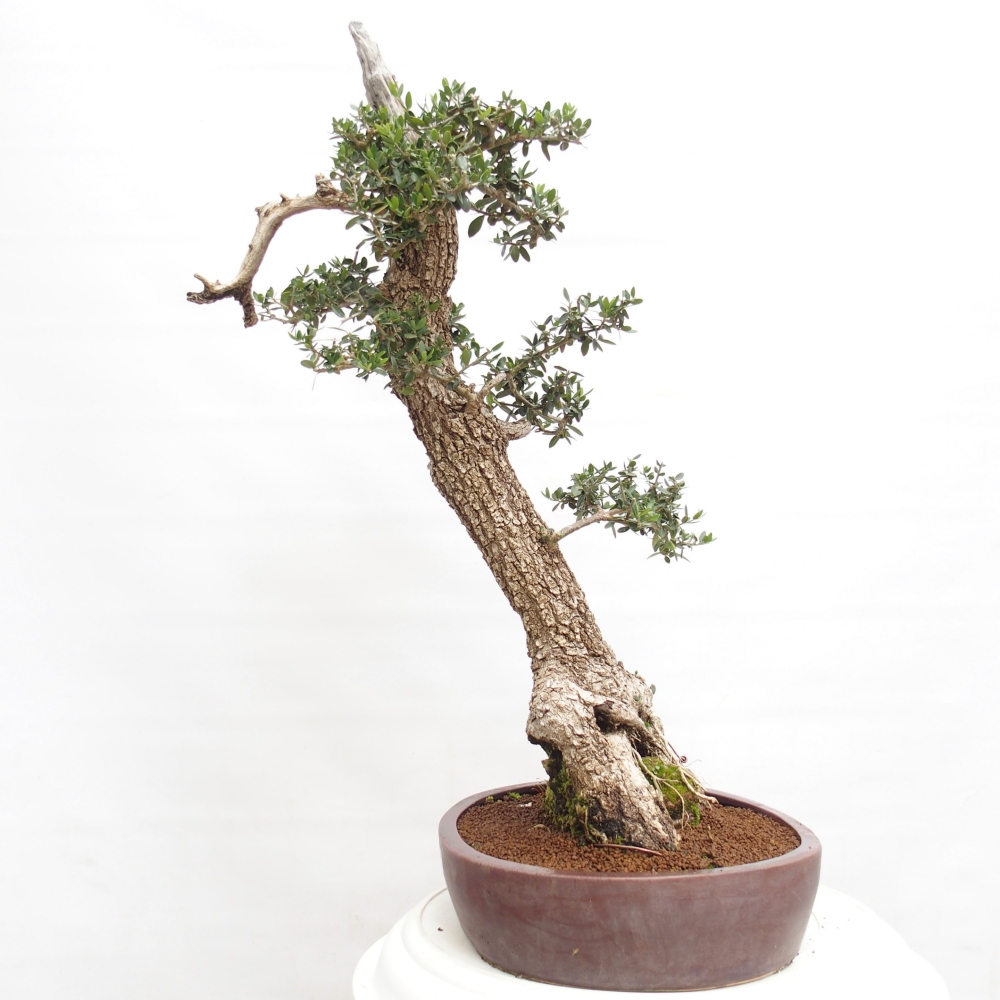 Pokojová bonsai - Olea europaea sylvestris -Oliva evropská drobnolistá