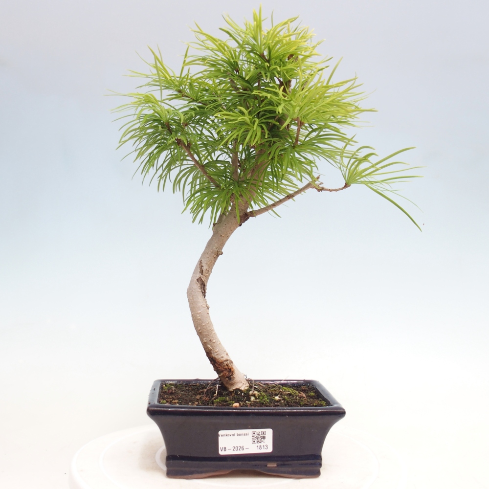 Venkovní bonsai -Pseudolarix amabis-Pamodřín